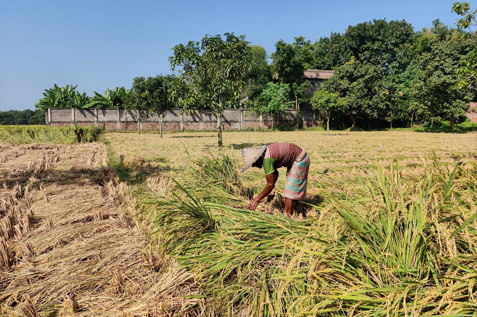 খাদ্যশস্যে স্বনির্ভর চাঁপাইনবাবগঞ্জ