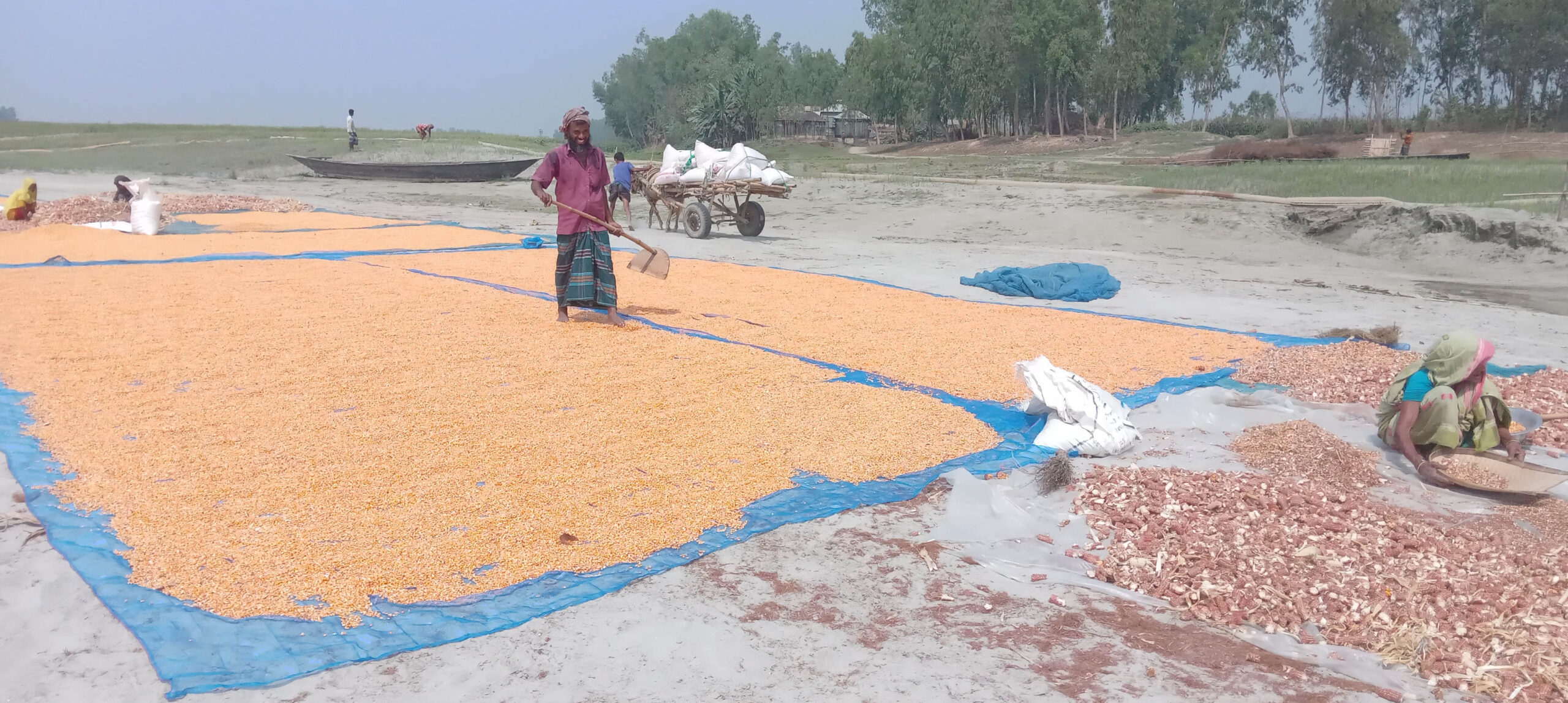 ভুট্টায় সোনালী দিনের হাতছানি সারিয়াকান্দির চরাঞ্চলে