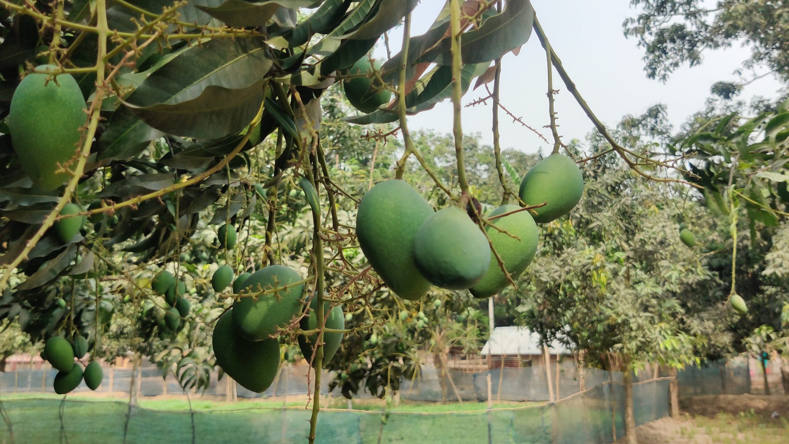 প্রচণ্ড খরতাপে আমের ক্ষতির আশঙ্কা চাঁপাইনবাবগঞ্জের চাষিদের