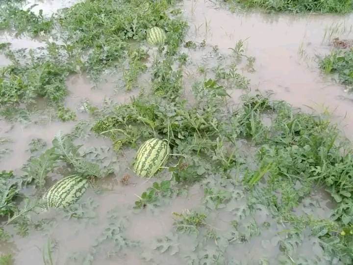 বৃষ্টিতে ভেসে গেছে বরগুনার তরমুজ চাষীদের স্বপ্ন