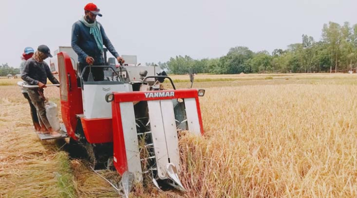 বগুড়ায় ধান কাটতে হারভেস্টরে নির্ভরতা বাড়ছে চাষিদের