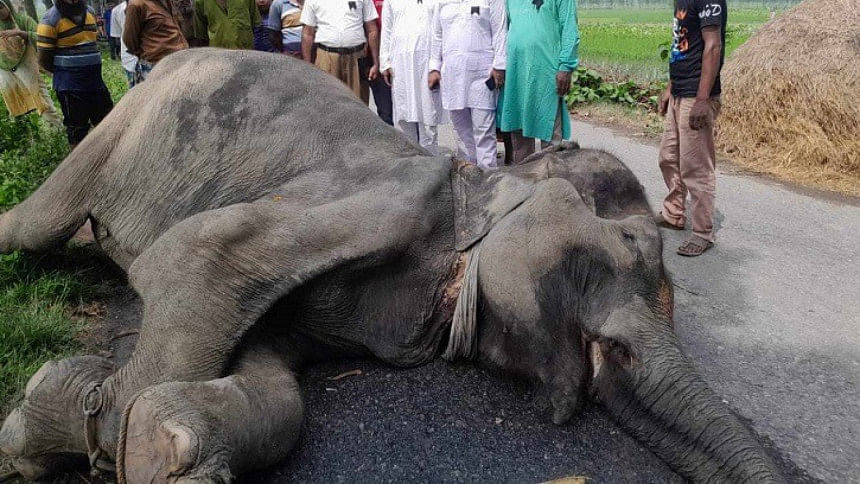 রাস্তায় হাতির নিথর দেহ, নেই মাহুত ও মালিকের খোঁজ